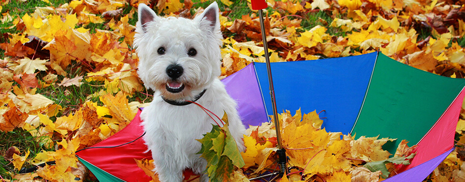 White dog with umbrella in autumn.