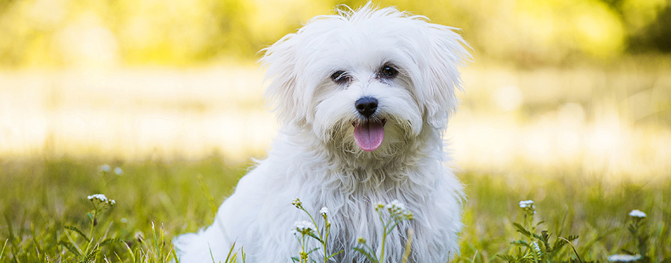 Young maltese dog in a meadow