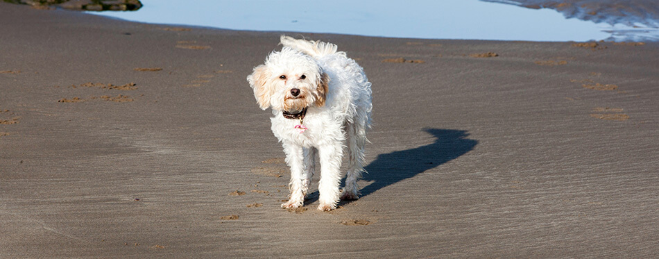 Young white cavachon dog stood on wet sandy beach with rockpools in background on coast