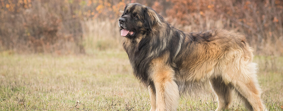 adorable portrait of amazing healthy and happy young leonberger in the forest