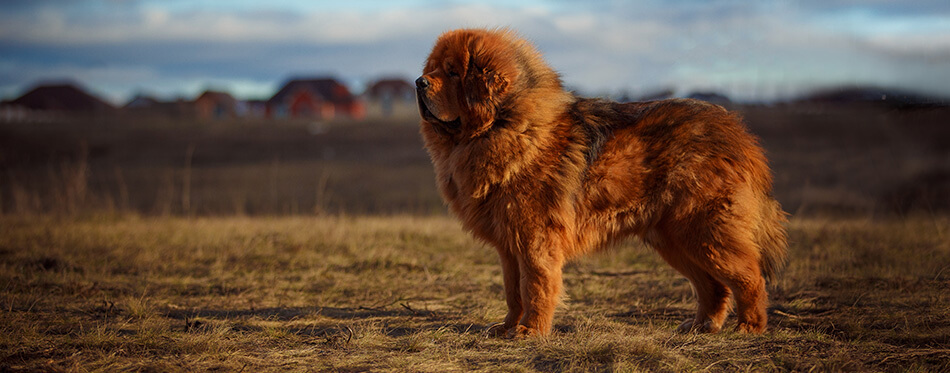 beautiful Tibetan mastiff.