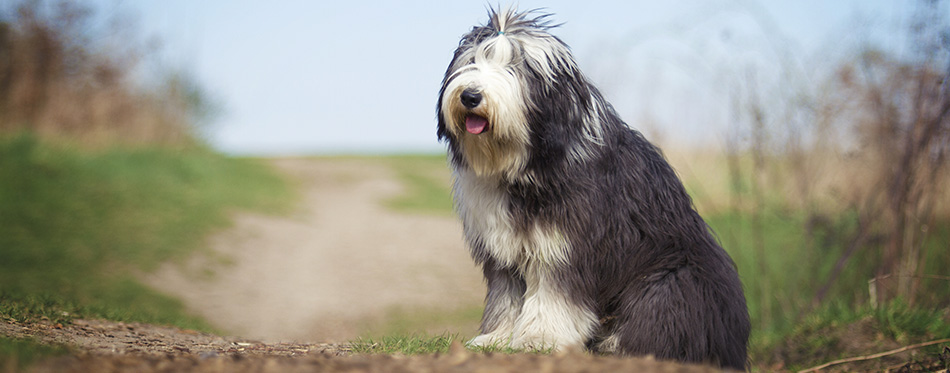 beautiful fun Bearded Collie dog Old English Sheepdog puppy sitting