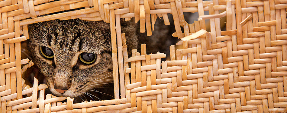 cat Peeps into a ragged slit of wicker, rattan furniture