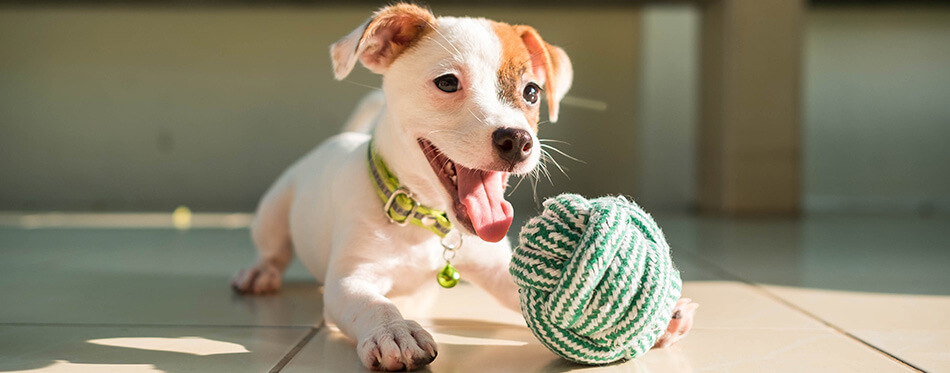 dog baby Jack russell terrier playing ball, Jack russell terrier dog with teeth.