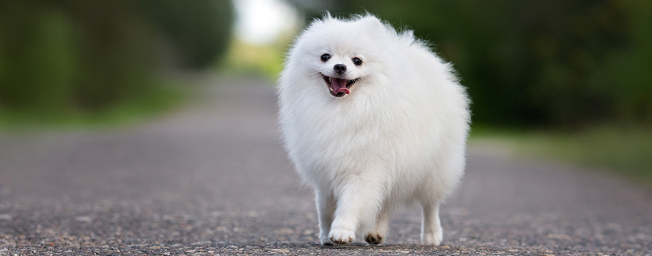 happy white pomeranian spitz dog walking outdoors in summer