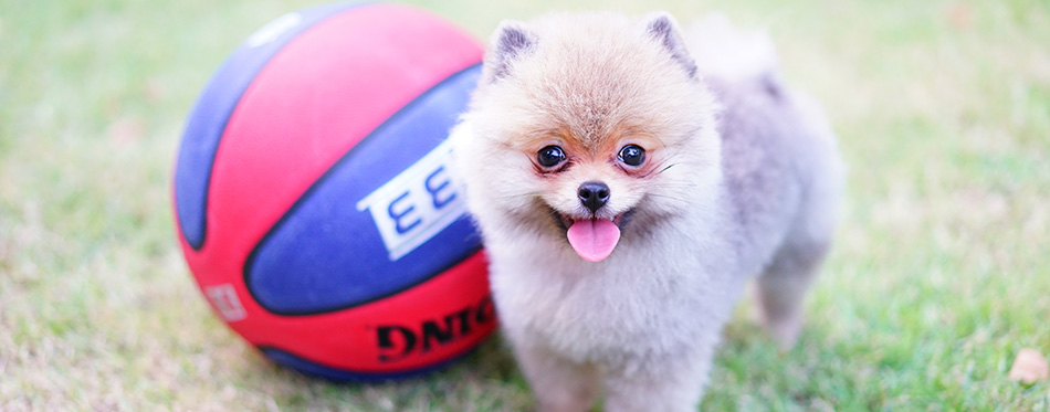 puppy pomeranian with basketball