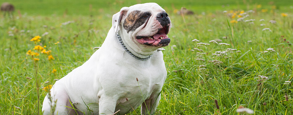 white American Bulldog on the field, on green grass.