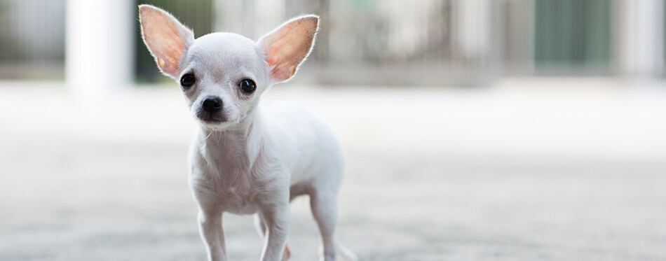 white chihuahua puppy