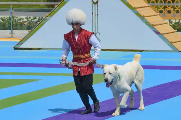 A man dressed in a national costume runs with his border guard shepherd dog 