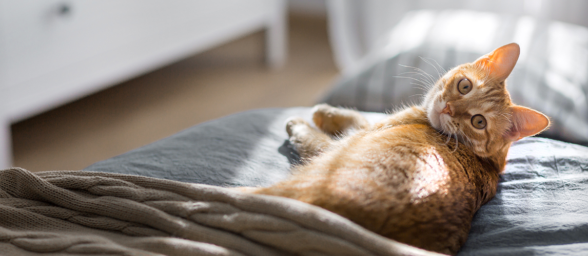 A red cat lies on a gray blanket. 