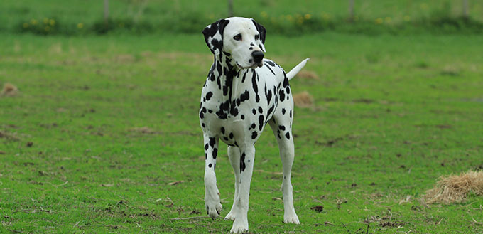 A two year old dalmation walking in a dog park