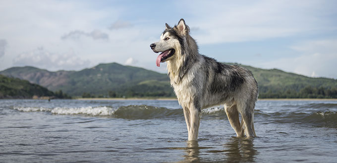 An Alaskan Malamute playing at the beach