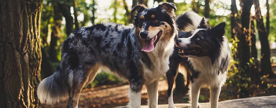 Australian Shepherd with Border Collie