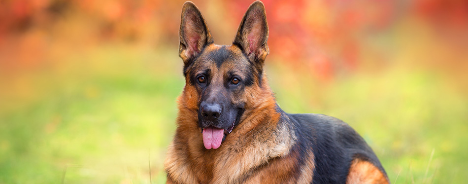 Beautiful german shepherd dog lay in autumn forest