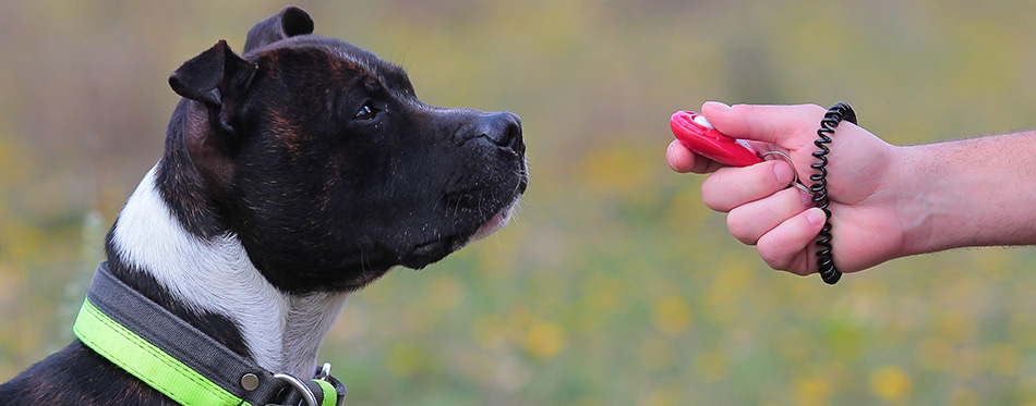 Belgian Malinois dog doing tricks