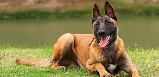 Belgian Malinois young puppy in the park fields