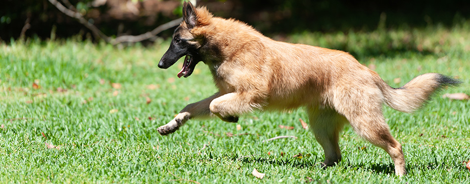 Belgian Tervuren Puppy