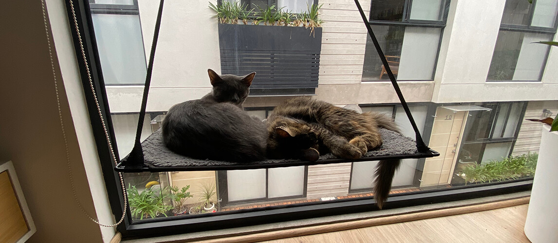 The Best Cat Window Perches Review In 2021 Pet Side - Diy Pvc Cat Window Perch