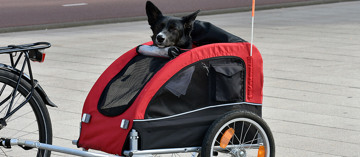 The Best Dog Bike Trailers (Review) in 2021 | Pet Side