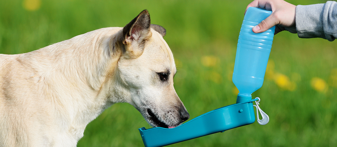 Pet Water Feeder - Poodlepet