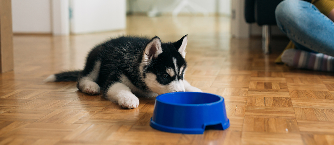 what is a good brand of dog food for a husky