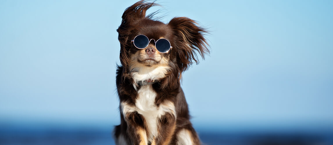 TOTTPED Dog Glasses,Anti-UV Dog Sunglasses-Pet Aviator Shooting Dog Goggles-Dog Gear Goggles-for Dog Travel Ski Windproof Dog Glasses Large Variety 