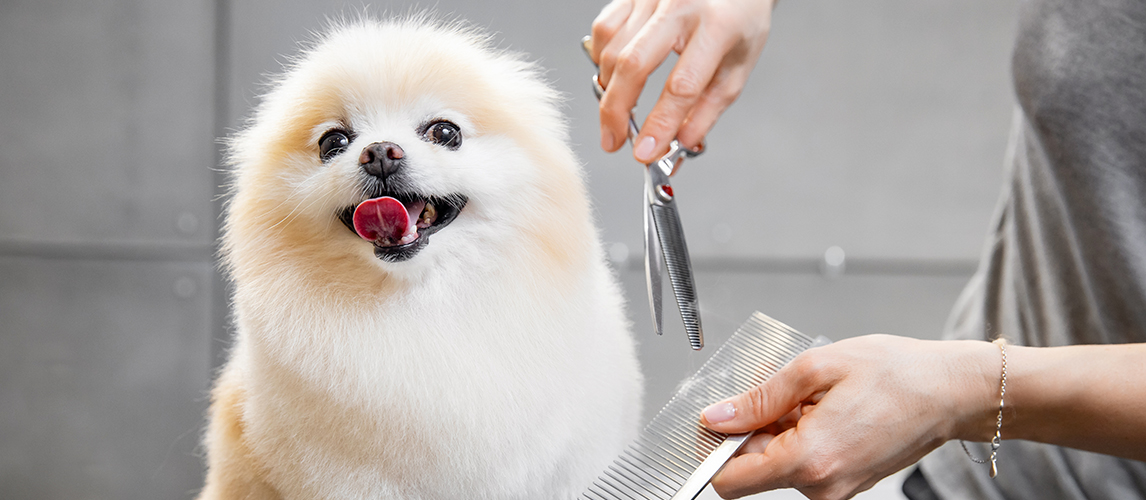 The Best Dog Thinning Shears in 2022 | Pet Side