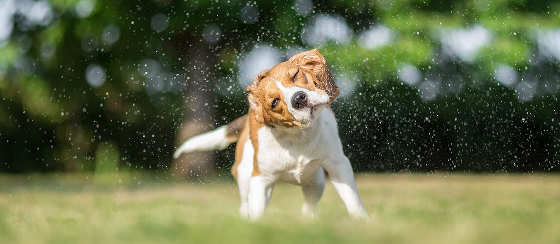 Hydration Station! Here Are the 13 Best Water Dispensers for Thirsty Dogs