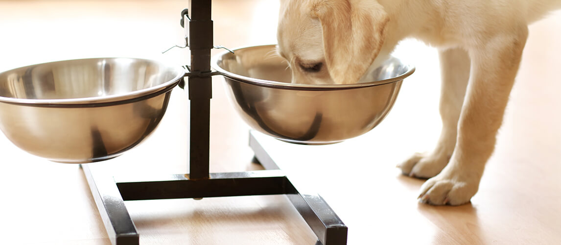 Traditional Short Elevated Dual Tone Dog Bowl With Sour Cream Top