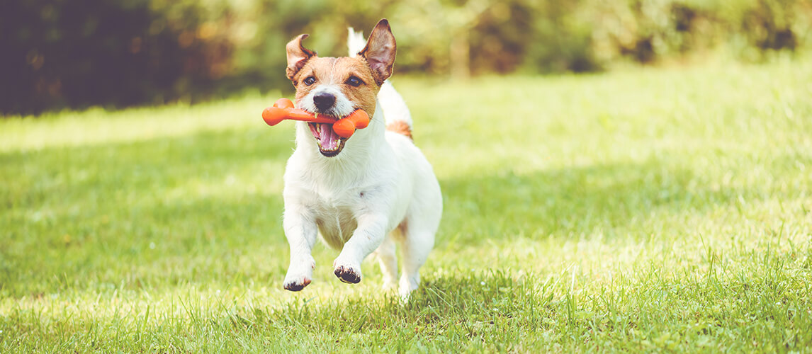 https://www.petside.com/wp-content/uploads/2021/04/Best-Interactive-Dog-Toys.jpg