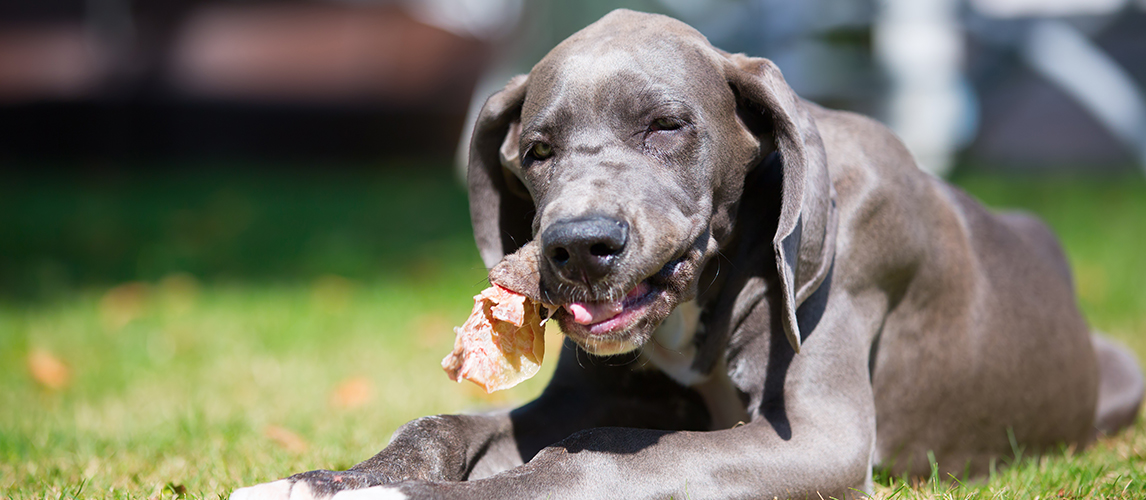 are pig ears better for a campeiro bulldog than rawhide ears