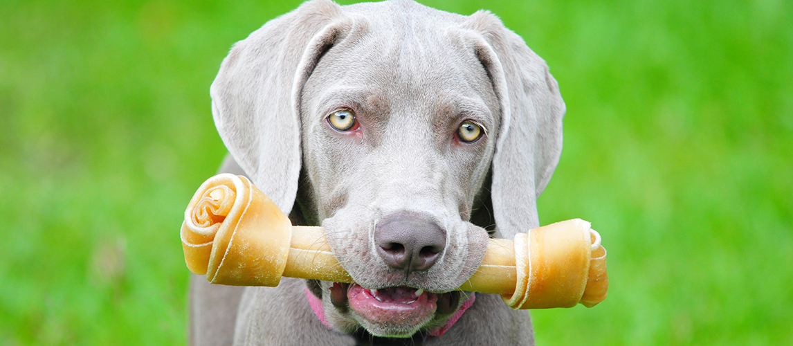 The Best Rawhide For Dogs in 2022 Pet Side
