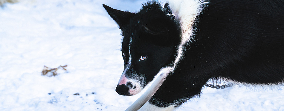 Black and white Alaskan husky sled dog relaxing in the kennel after a day of running.