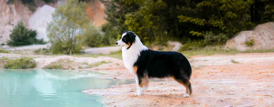 Black tricolor australian shepherd male from kennel Diamond Rush named Denis