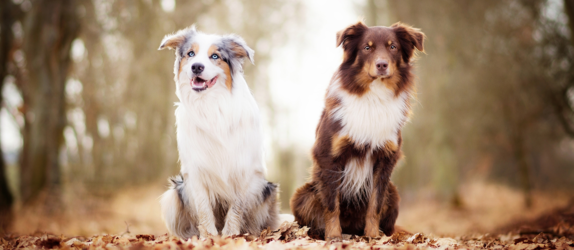 whats the difference between a border collie and australian shepherd