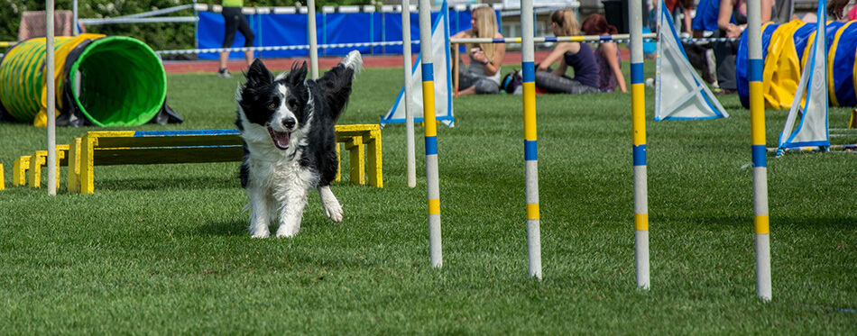 Border collie in agility before obstacle