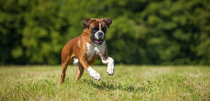 Boxer dog running in a summer meadow