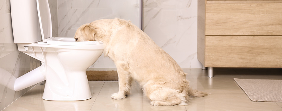 Cute Golden Labrador Retriever drinking water from toilet bowl