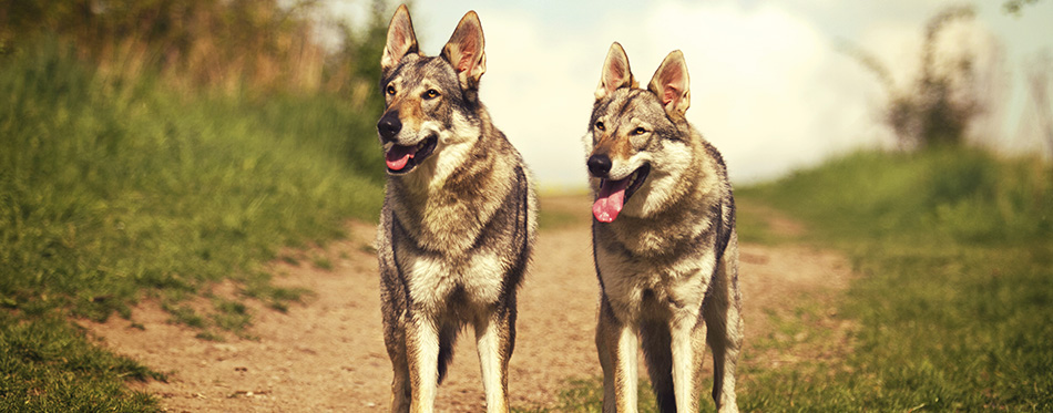 Czechoslovakian Wolfdog group dog in autumn nature