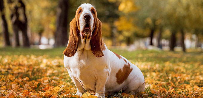 Dog breed Basset Hound