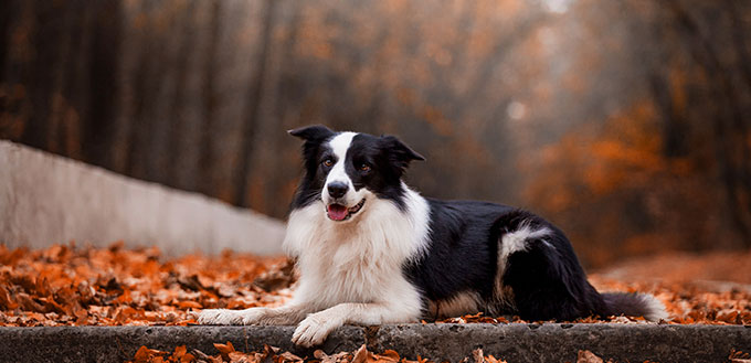 Dog breed Border Collie in the autumn forest