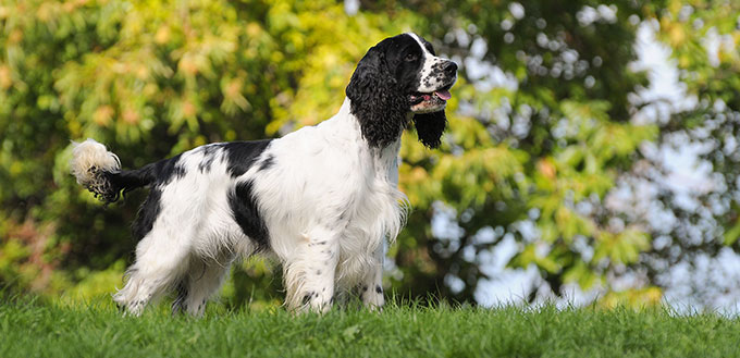 Dog breed English Springer Spaniel in outdoors.