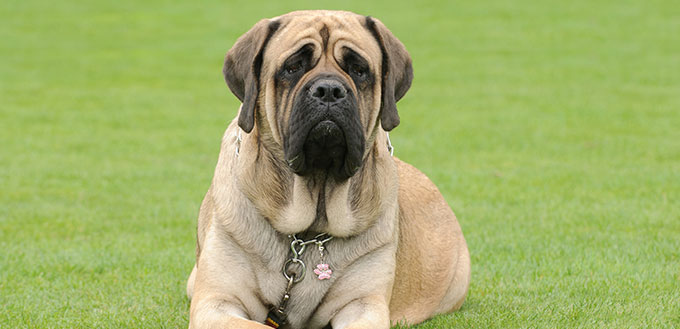 English Mastiff