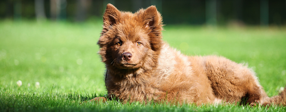 Finnish lapphund puppy