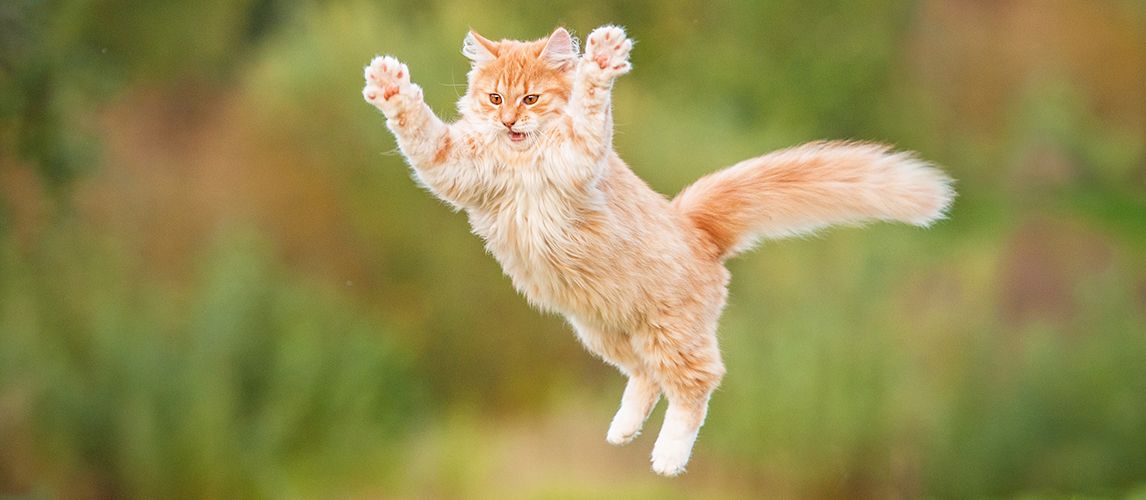 Funny red cat flying in the air in autumn