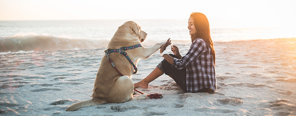 Girl playing with dog on beach