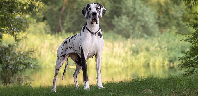 Great dane in beautiful landscapes