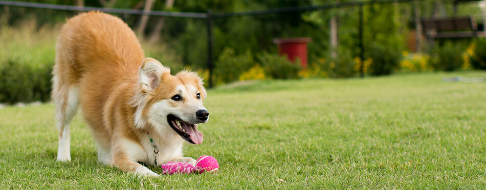Happy Dog Playing at the Park with Toy