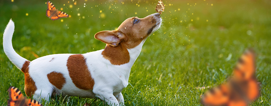 Jack russell puppy dog with butterfly on his nose.