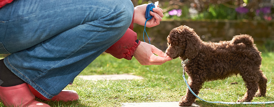 Lead and clicker training for a miniature poodle puppy in the garden.